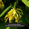 Tinh Dầu Ngọc Lan Tây (Ylang Ylang Essential Oil) Heny Garden