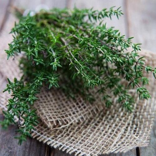  Xạ hương (Thyme) 