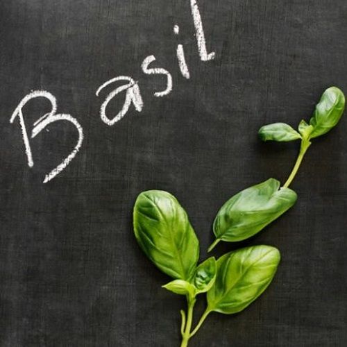  Quế tây (Basil) 