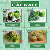 Bột Cải Xoăn ( Cải Kale ) | Hộp 50G