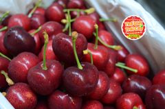 Cherry Lani New Zealand Premium size 30_32mm - hộp 500gr