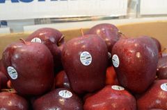 Táo đỏ 5 góc Red Delicious Mỹ - kg