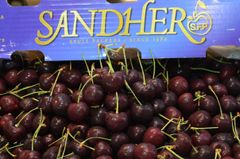 Cherry đỏ Canada Sandher size 9.5 - hộp 500gr