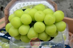 Nho Mẫu đơn Shine Muscat K-Grape Hàn quốc - hộp 450gr