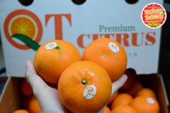 Quýt Úc QT Citrus - kg