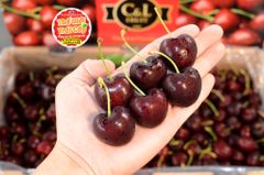 Cherry Chile size 4JD (32mm) - hộp 500gr