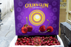 Cherry đỏ Mỹ Gloden Glow size 9 - hộp 500gr