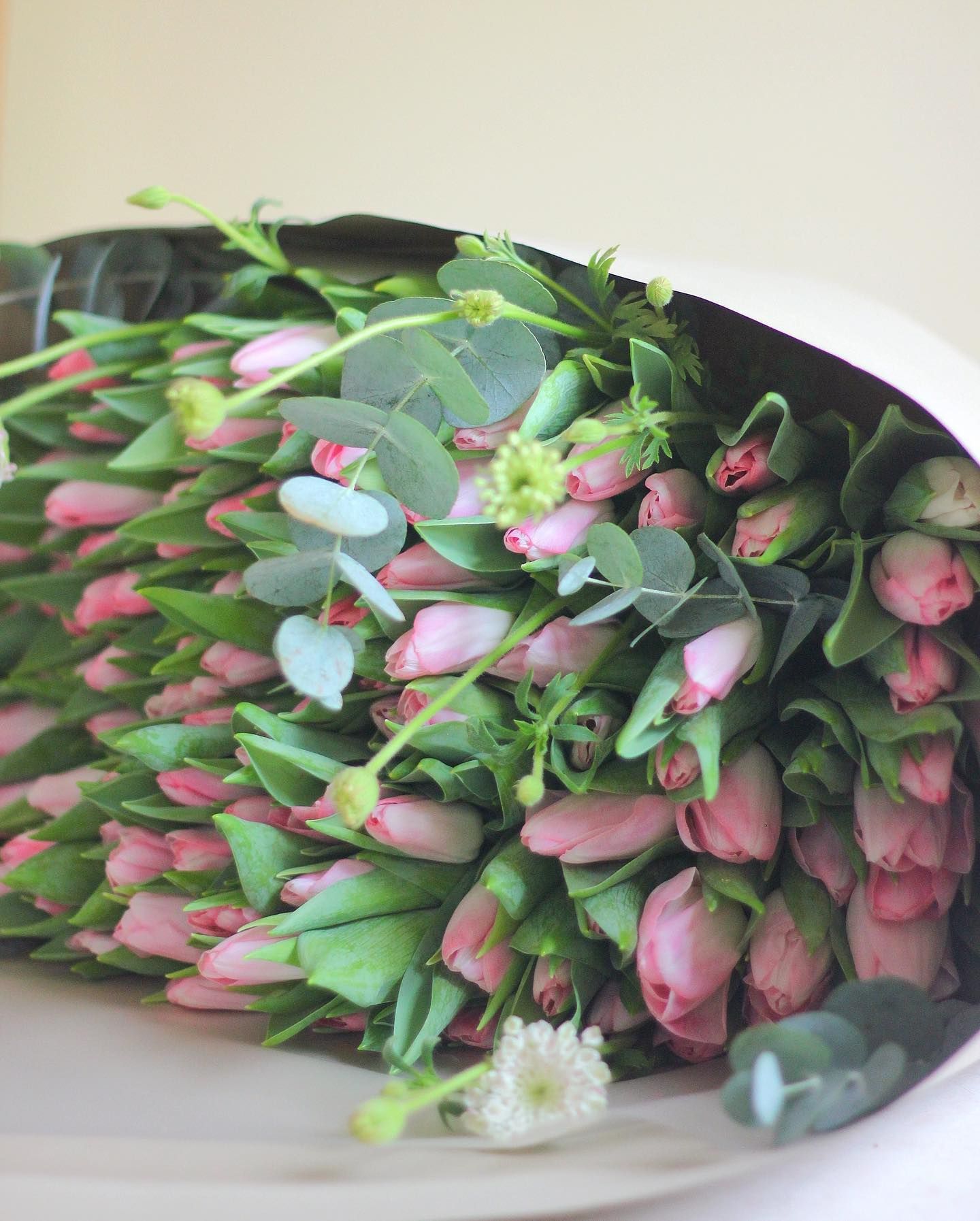 TULIP BIG HUG