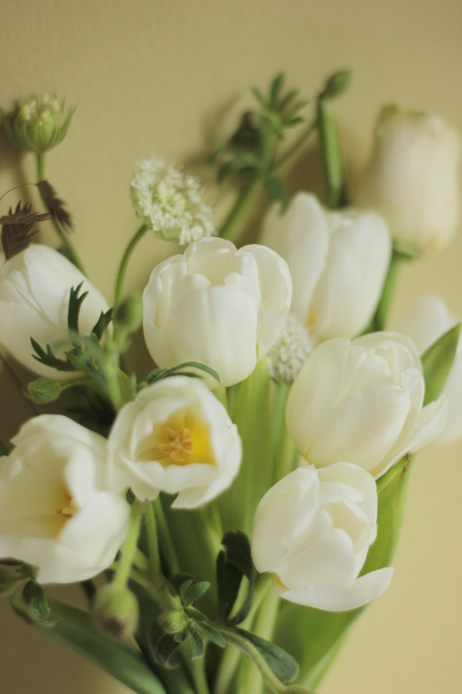 Tulip Full