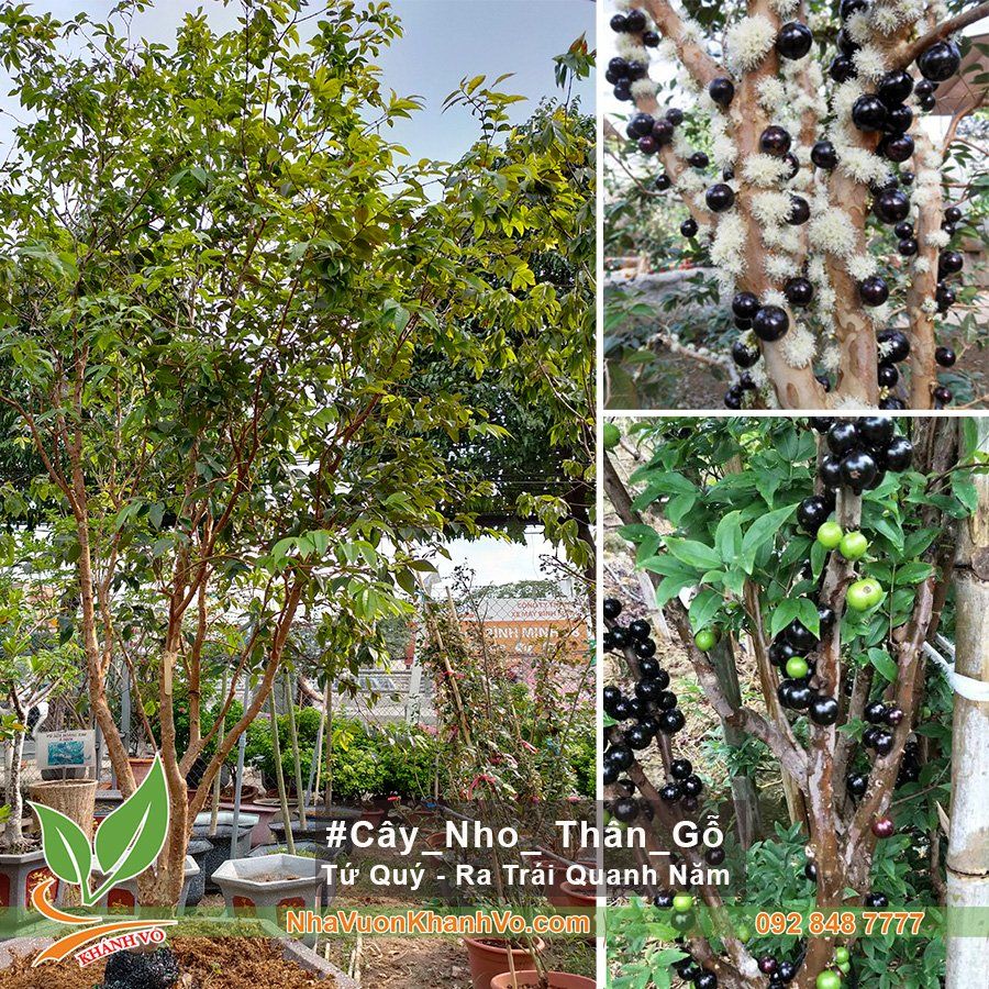 Cây Nho Thân Gỗ Tứ Quý Cao 1,5m Tạo Táng Đep