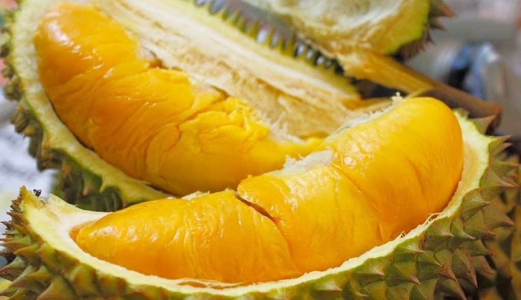 Cây Sầu riêng Ri6 Cây Cỡ Trung