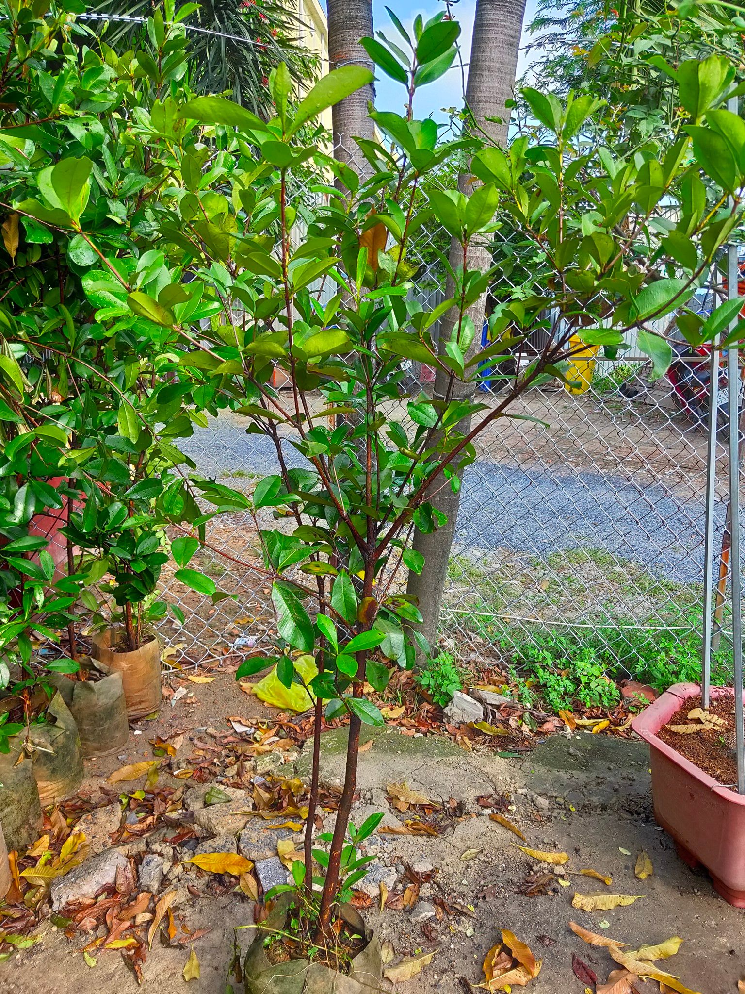 Cây Cherry Brazil Đã Ra Trái Ba Mùa Cao Khoảng 1,6-1,8m