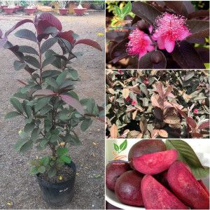 Cây Ổi Tím Malaysia