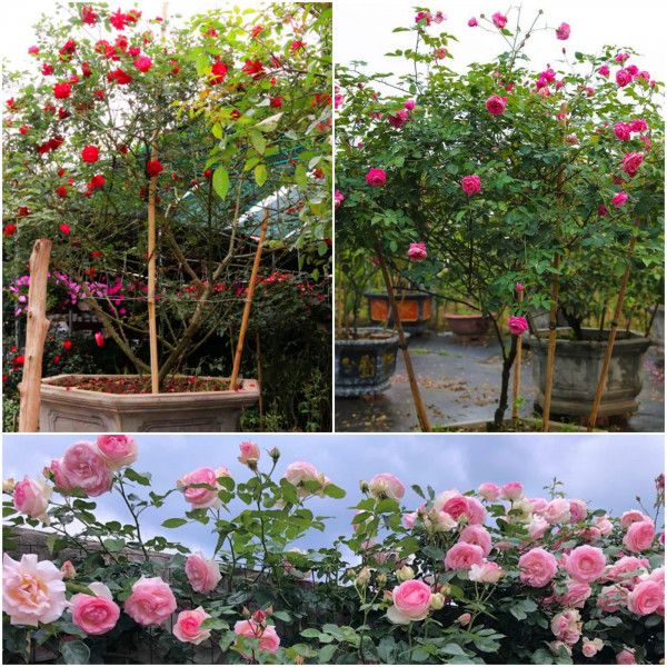 Cây Hoa Hồng Cổ Sapa