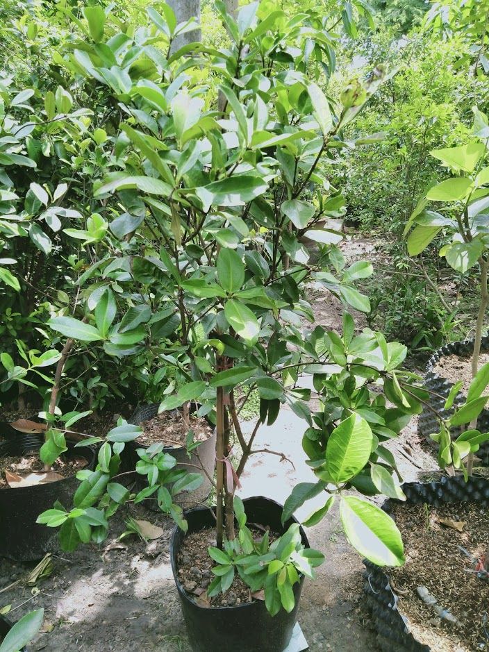 Cây Cherry Brazil Trưởng Thành Đã Ra Trái 2 Mùa