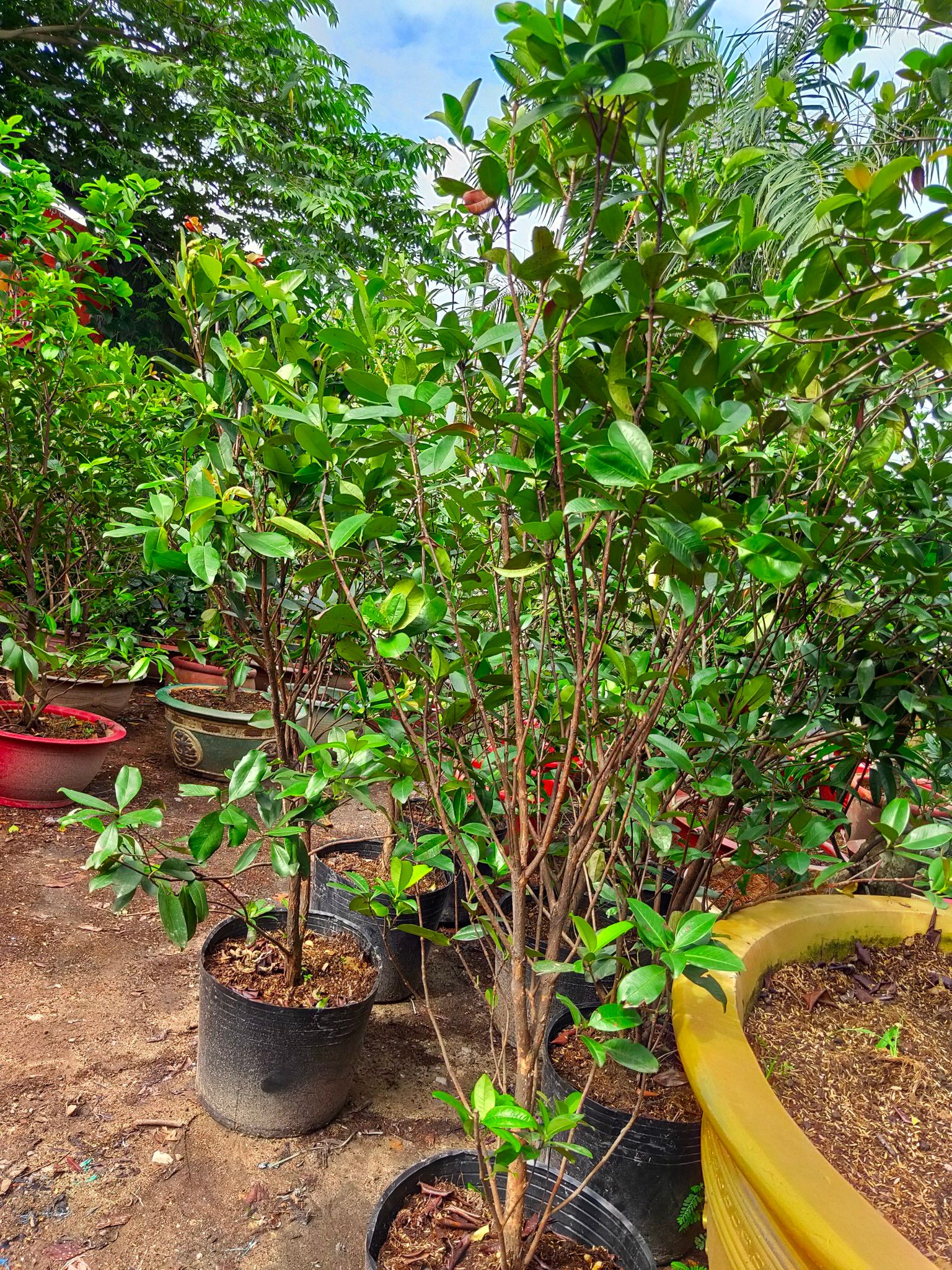 Cây Cherry Brazil Trưởng Thành Đã Ra Trái 2 Mùa