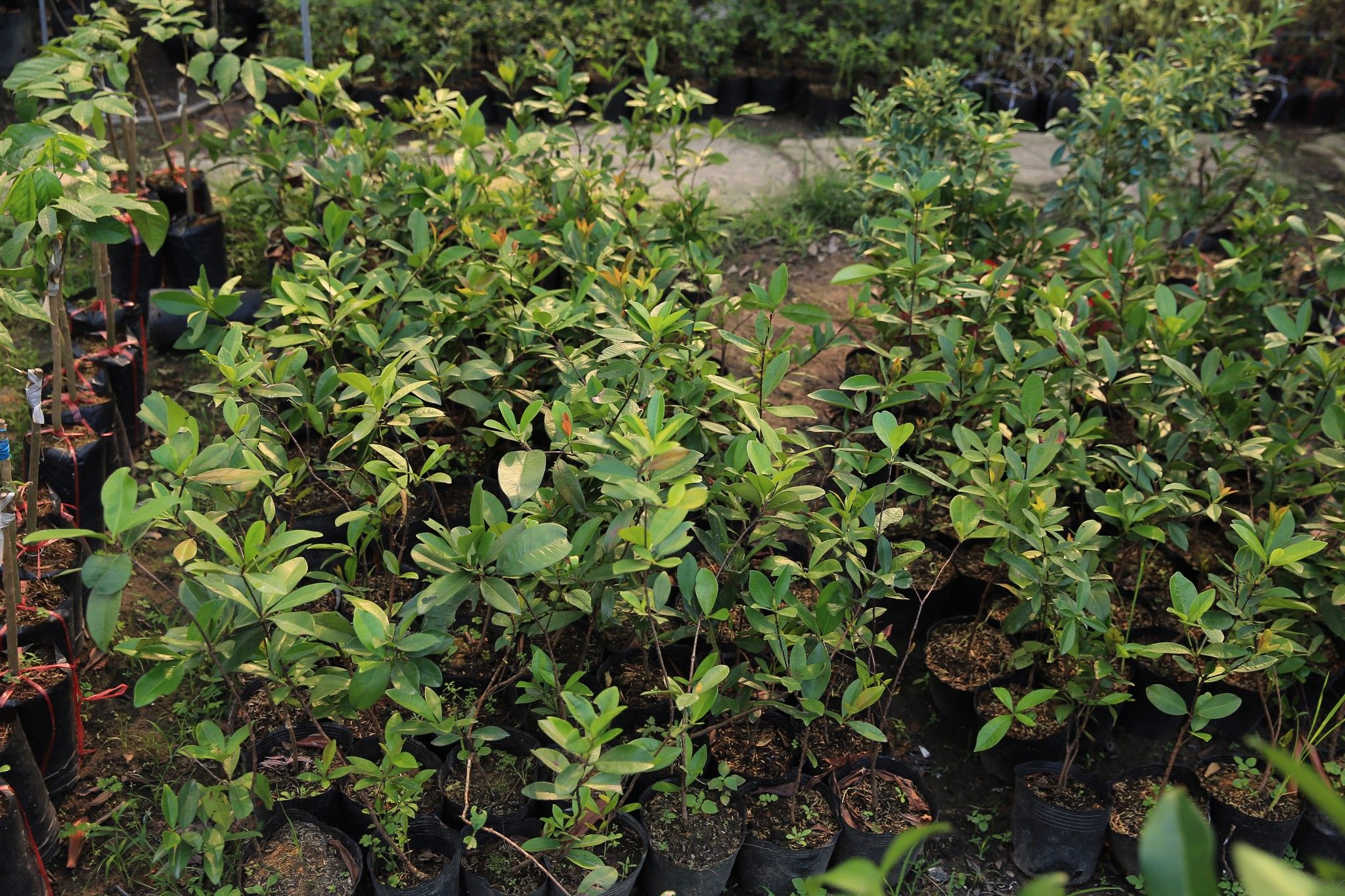 Cây Cherry Brazil Giống Cao Khoảng 50-60cm