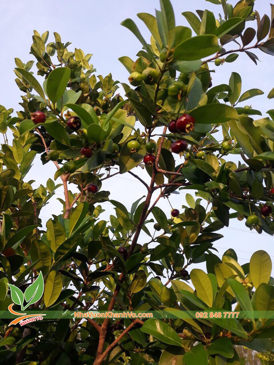 Cây Cherry Brazil Đã Ra Trái Ba Mùa Cao Khoảng 1,6-1,8m