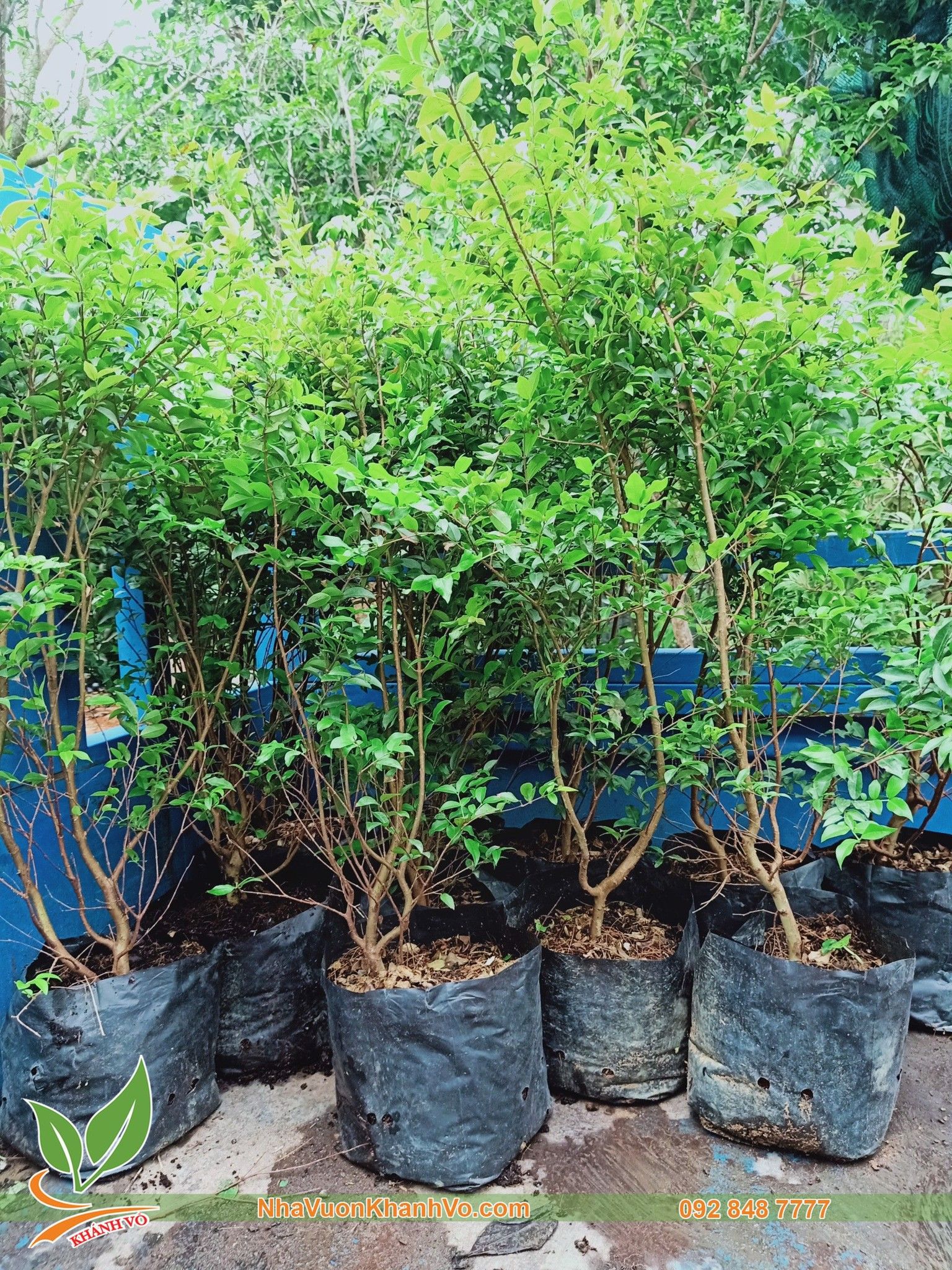 CÂY NHO THÂN GỖ TỨ QUÝ CAO 1,5M
