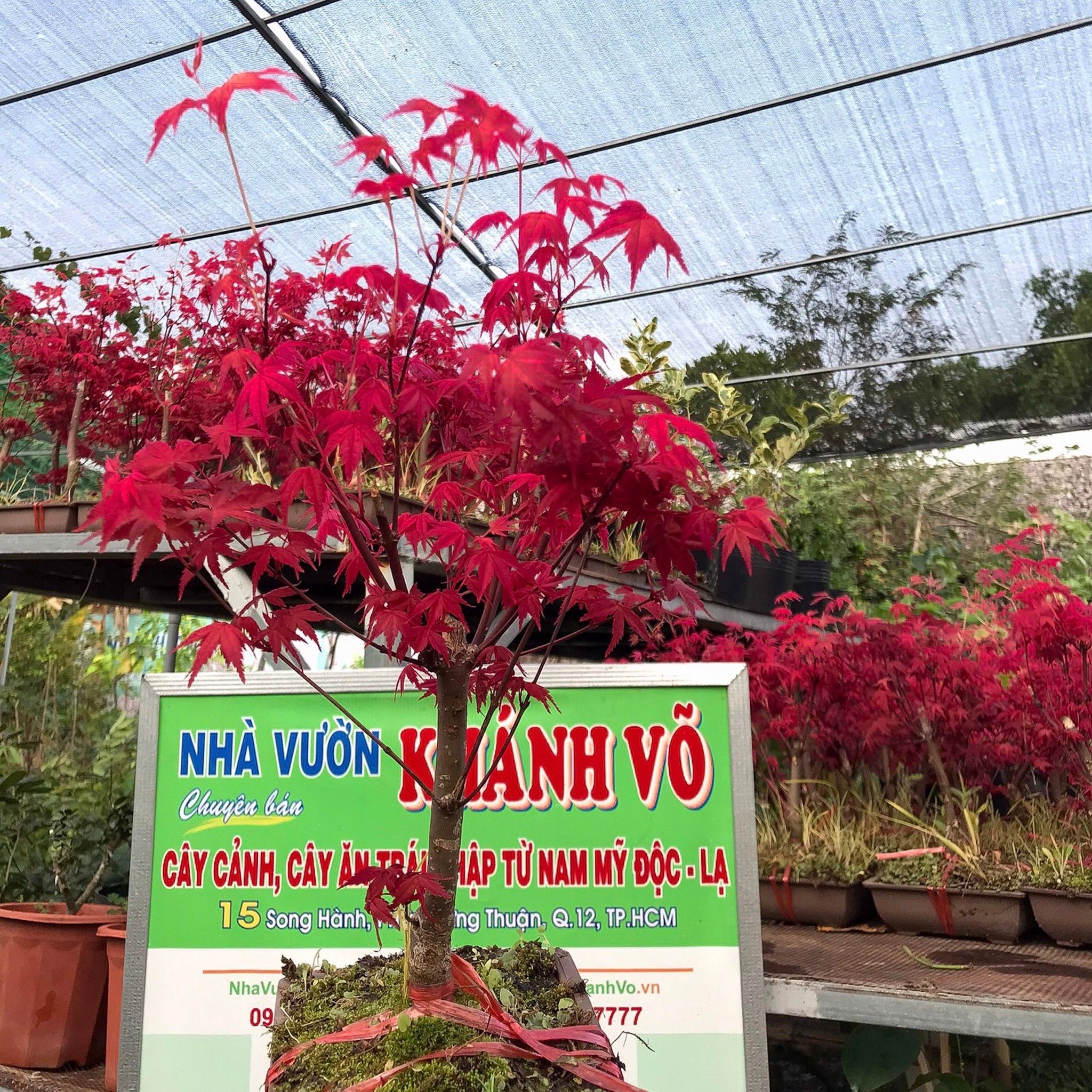 Cây Phong Lá Đỏ Để Bàn cao 30cm