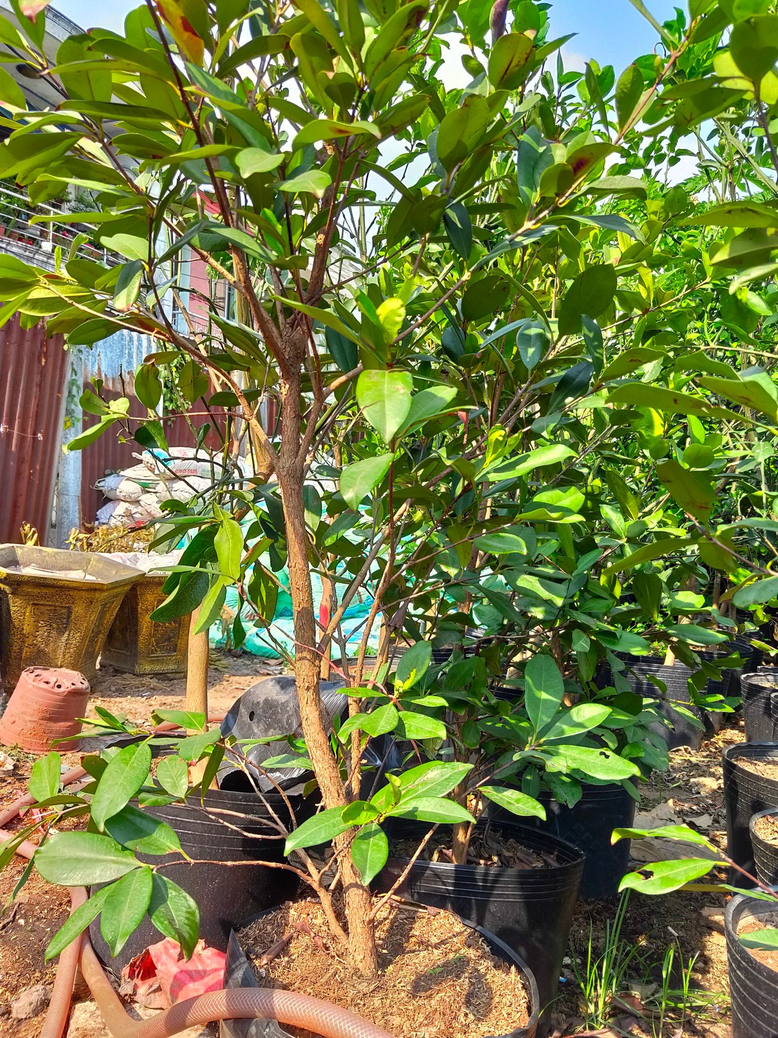 Cây Cherry Brazil Loại Đại, Xum Xuê Trái Cao Khoảng 2m