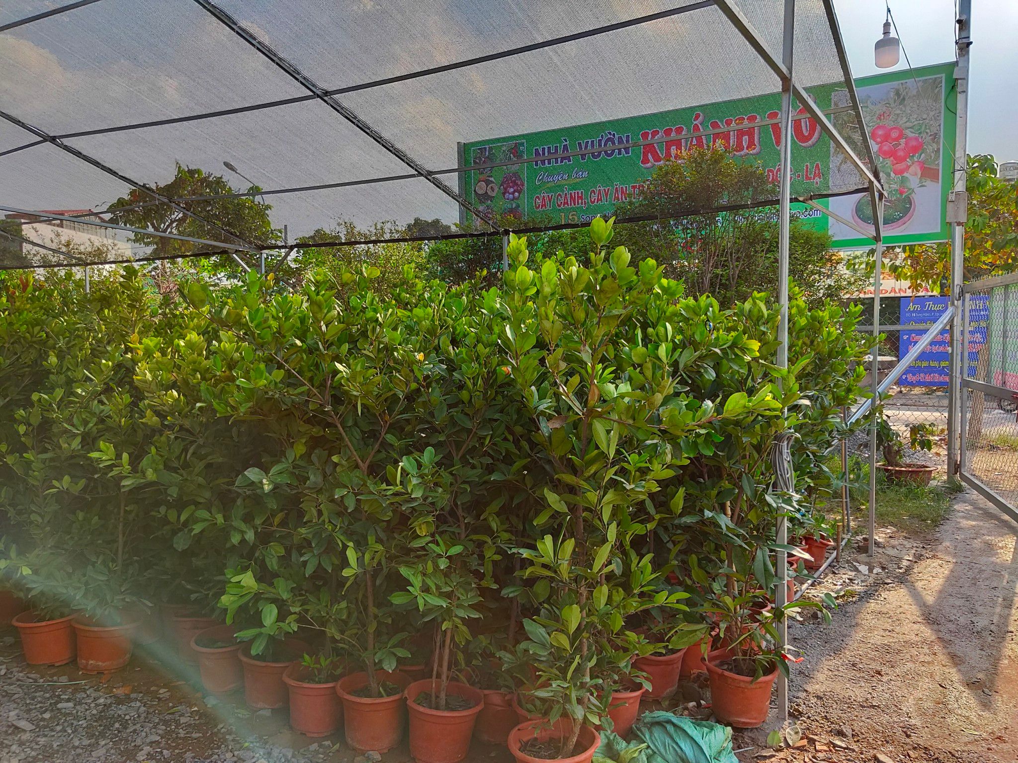Cây Cherry Brazil Loại Đại, Xum Xuê Trái Cao Khoảng 2m