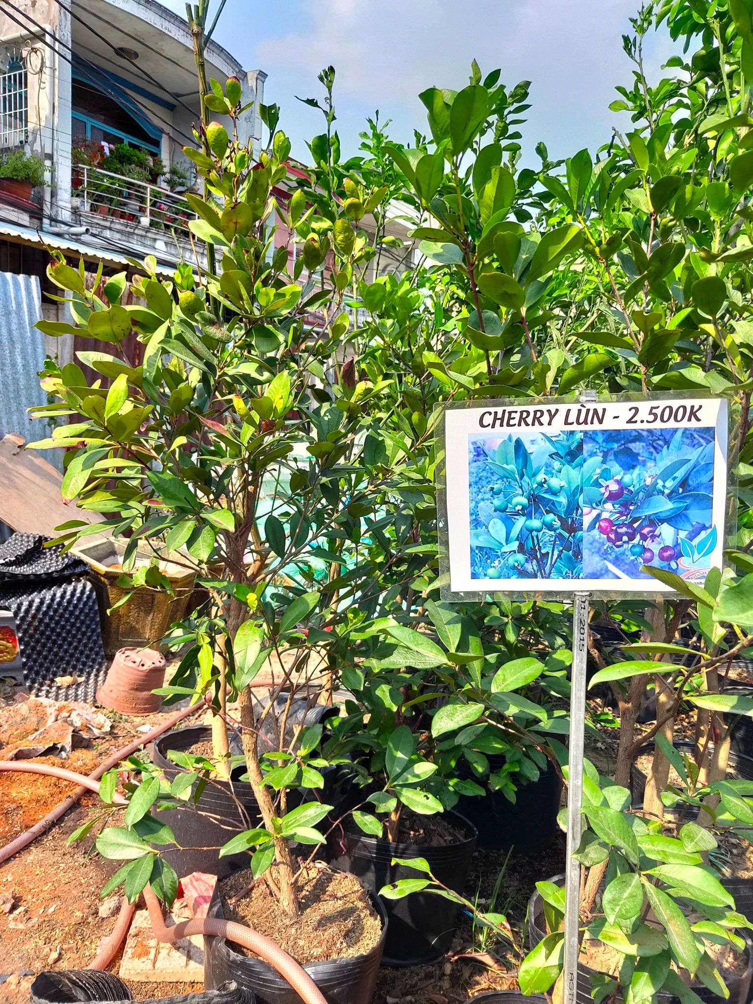 Cây Cherry Brazil Loại Đại, Xum Xuê Trái Cao Khoảng 2m