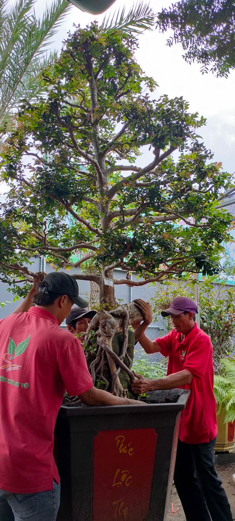 CÂY NHO THÂN GỖ BONSAI ÔM ĐÁ