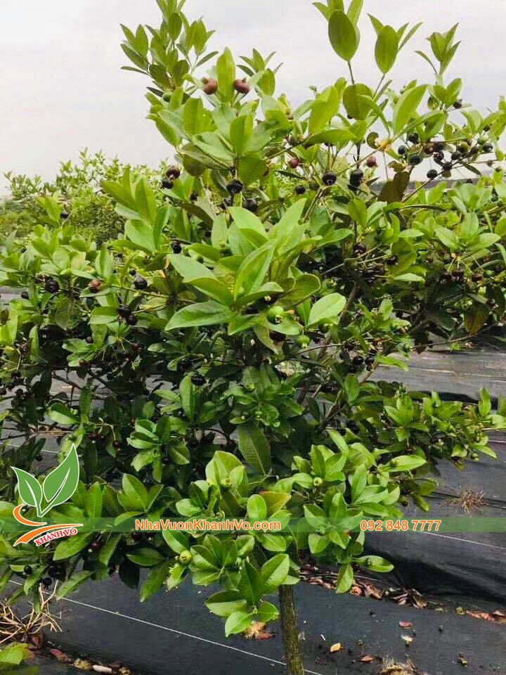 Cây Cherry Brazil Đã Ra Trái Ba Mùa Cao Khoảng 1,6-1,8m
