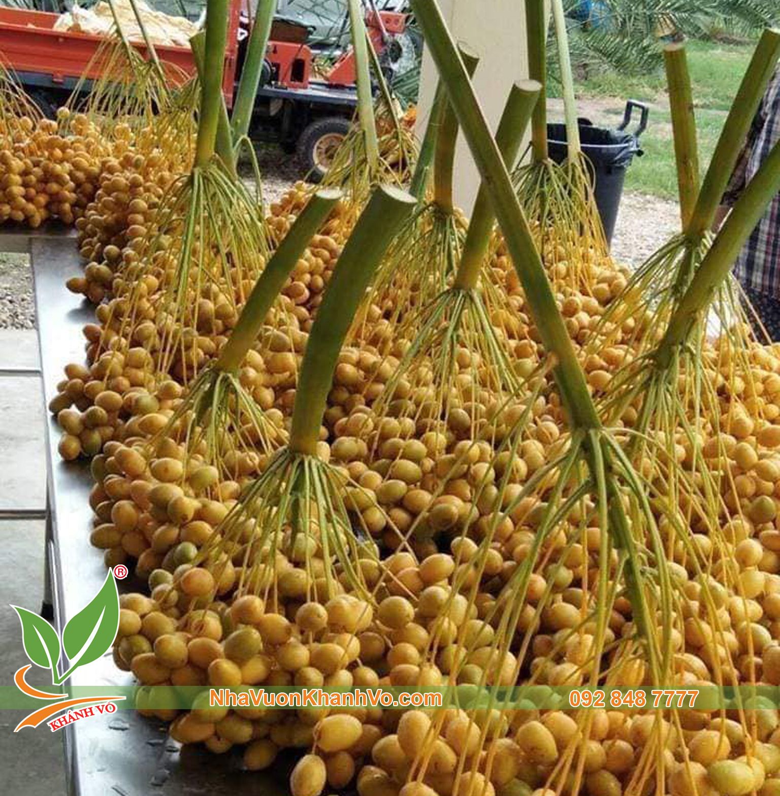Cây Chà Là Trung Đông Ăn Trái Năng Suất Cao, Chất Lượng Tuyệt Hảo