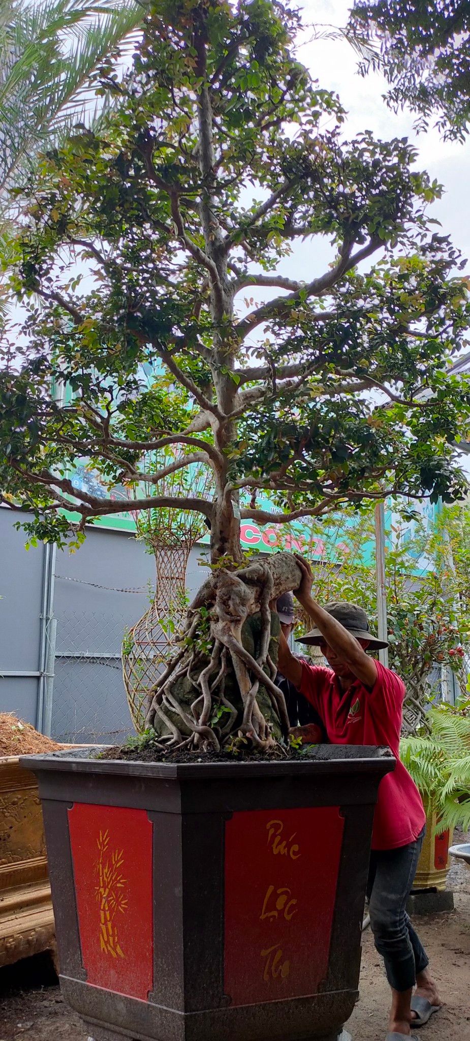 CÂY NHO THÂN GỖ BONSAI ÔM ĐÁ