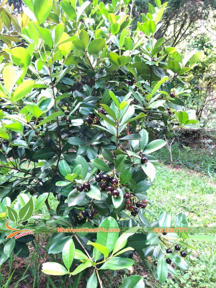 Cây Cherry Brazil Đã Ra Trái Ba Mùa Cao Khoảng 1,6-1,8m