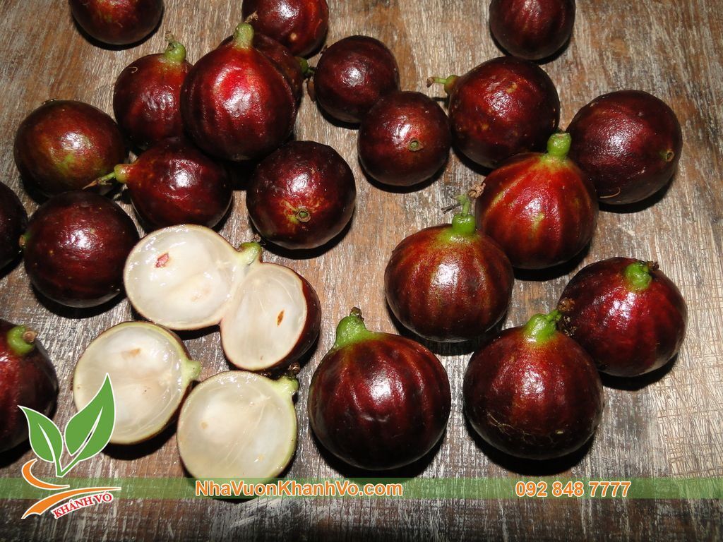 Cây Giống Nho Thân Gỗ Tứ Quý