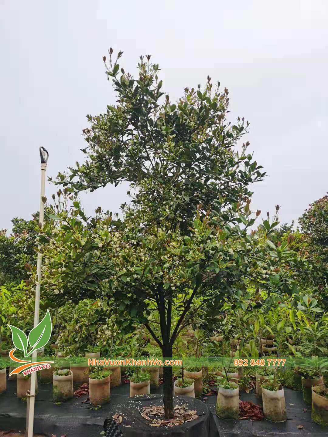 Cây Cherry Brazil Đã Ra Trái Ba Mùa Cao Khoảng 1,6-1,8m