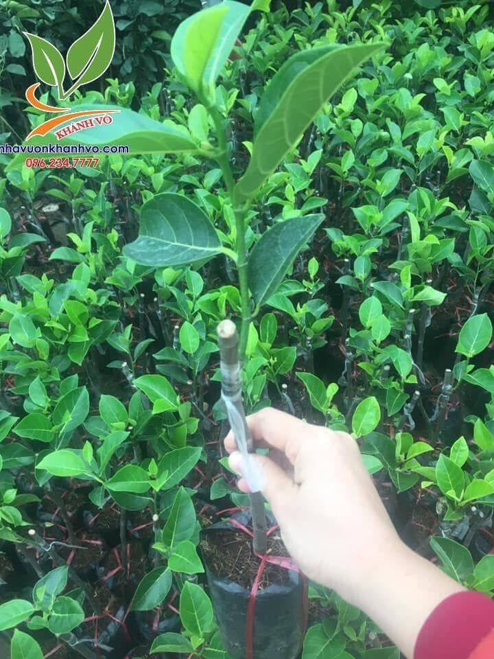 Cây Mít Ruột Đỏ Cao 60-70cm