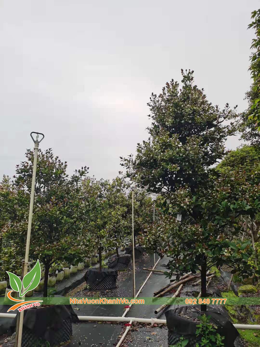 Cây Cherry Brazil Đã Ra Trái Ba Mùa Cao Khoảng 1,6-1,8m
