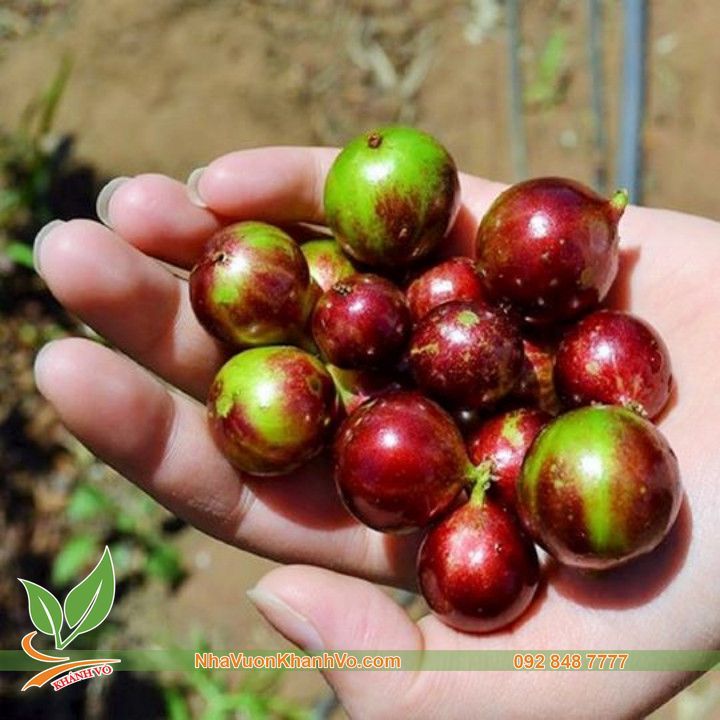Cây Nho Thân Gỗ Đỏ 12 Vụ Đang Trái Xum Xuê 10 Năm Tuổi