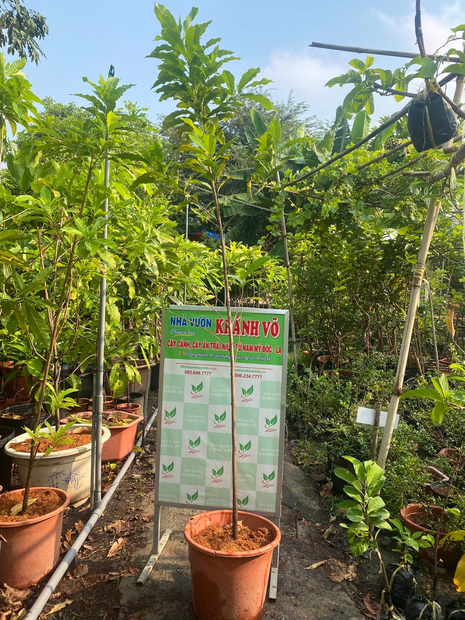 Cây Vú Sữa Hoàng Kim Trưởng Thành Cao 1,8 - 2m
