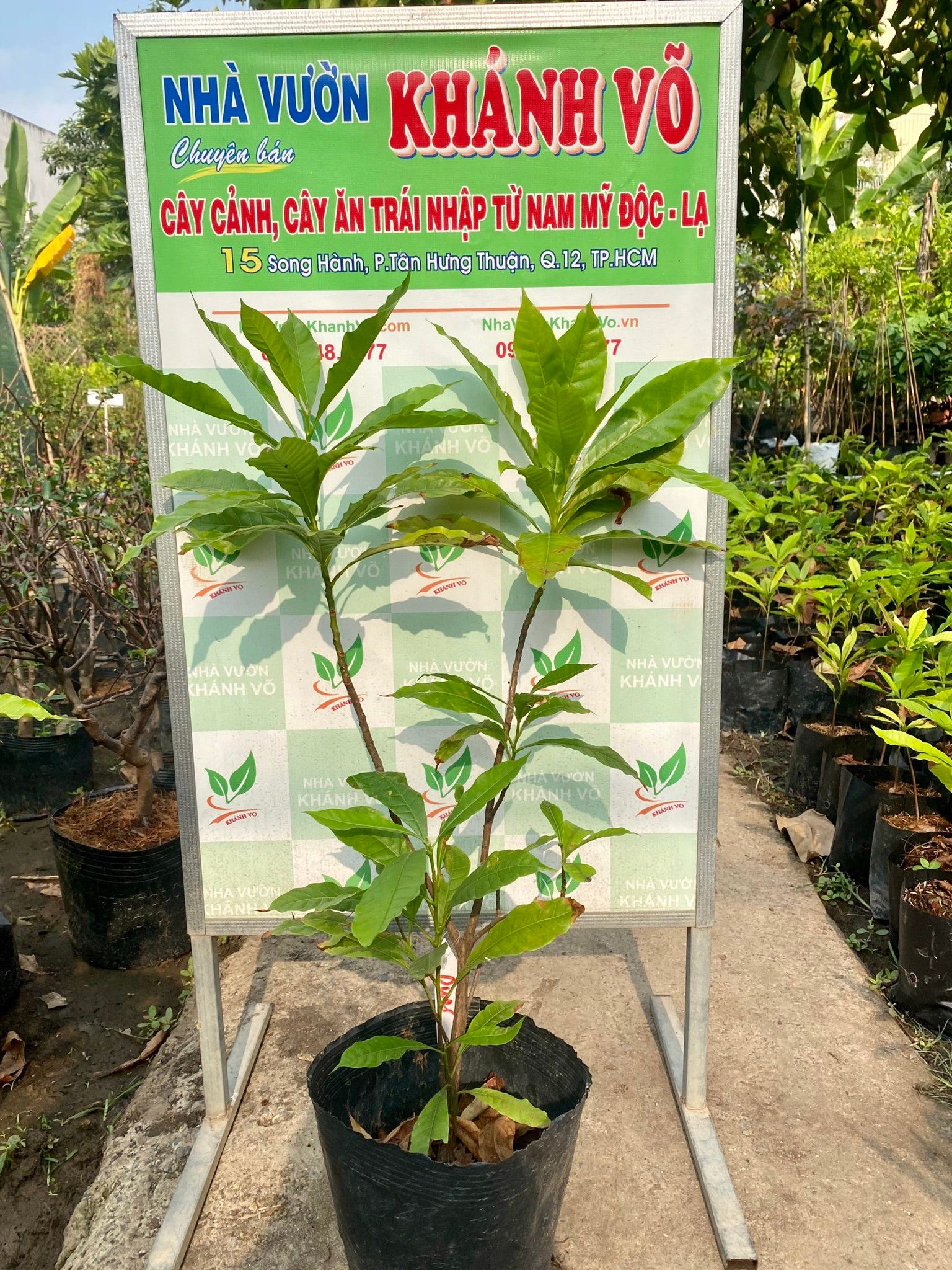 Cây Vú Sữa Hoàng Kim Giống 30 - 35cm