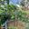 Cây Hồng Socola Đã Ra Trái Cao 1m - 1,2 m