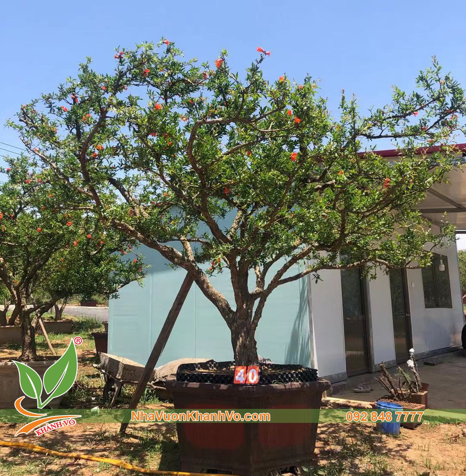 Bán Cây Lựu Khủng trên 100 năm tuổi trĩu quả