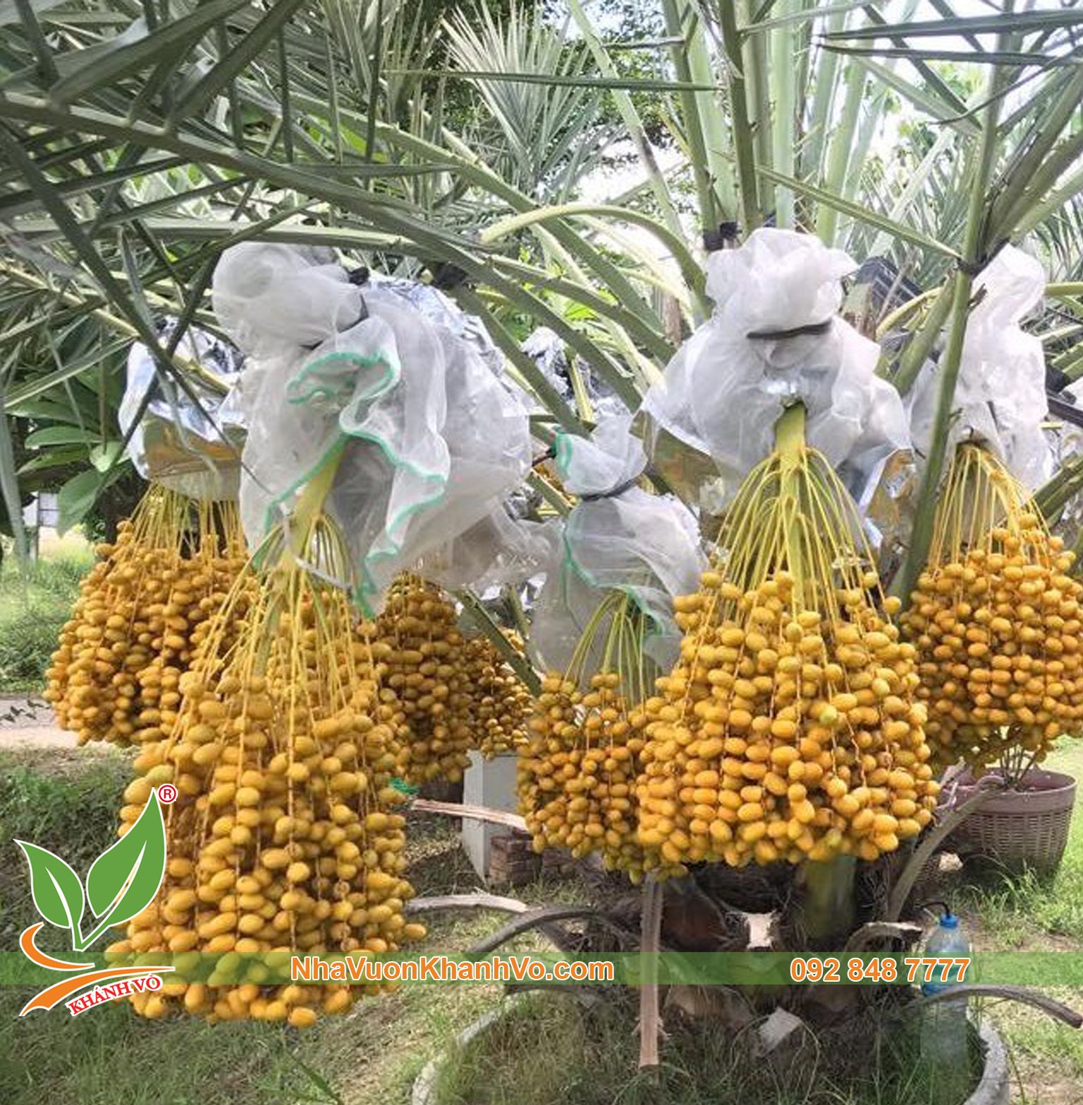 Cây Chà Là Trung Đông Ăn Trái Năng Suất Cao, Chất Lượng Tuyệt Hảo