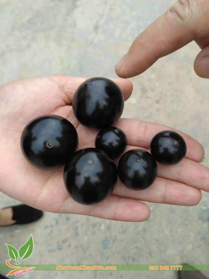 Cây Nho Thân Gỗ Thân Lớn Tán Rộng - Lá Nhỏ