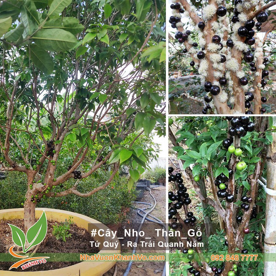 Cây Nho Thân Gỗ Tứ Quý 10 Năm Tuổi