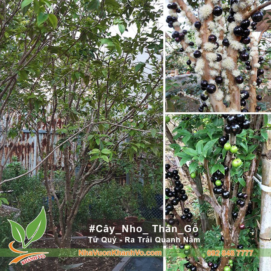 Cây nho thân gỗ tứ quý 17 năm tuổi