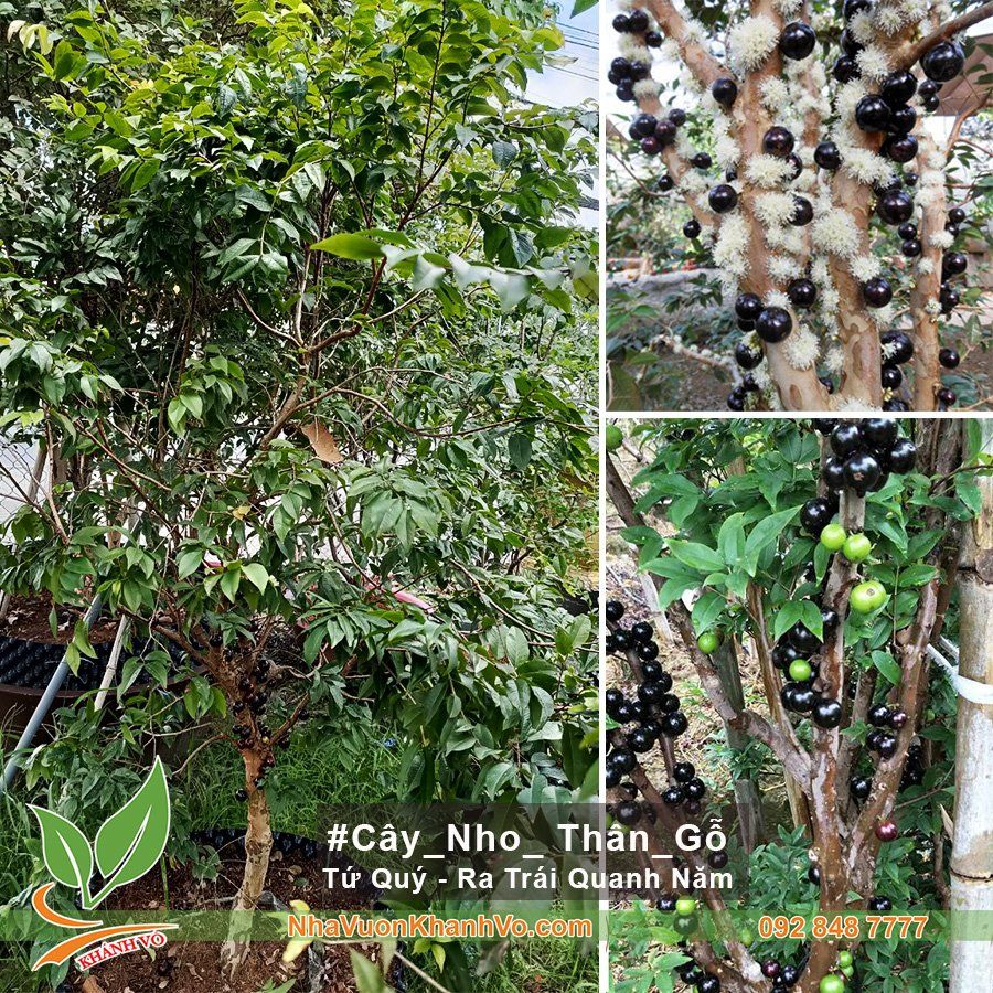 Cây Nho Thân Gỗ Tứ Quý 25 Năm Tuổi