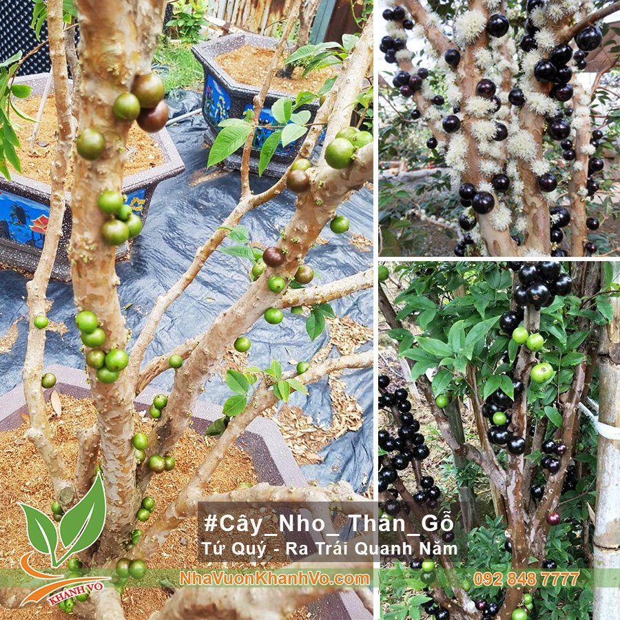 Cây Nho Thân Gỗ Tứ Quý 28 Năm Tuổi