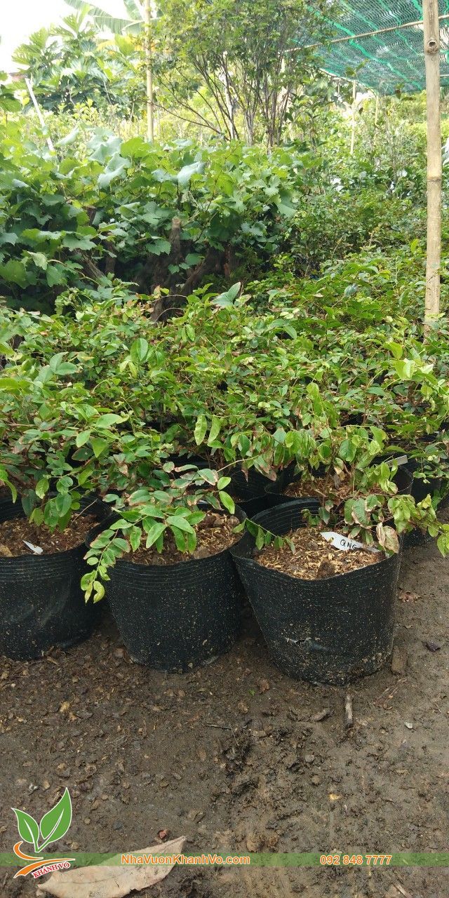 Cây Giống Nho Thân Gỗ - Lá Nhỏ