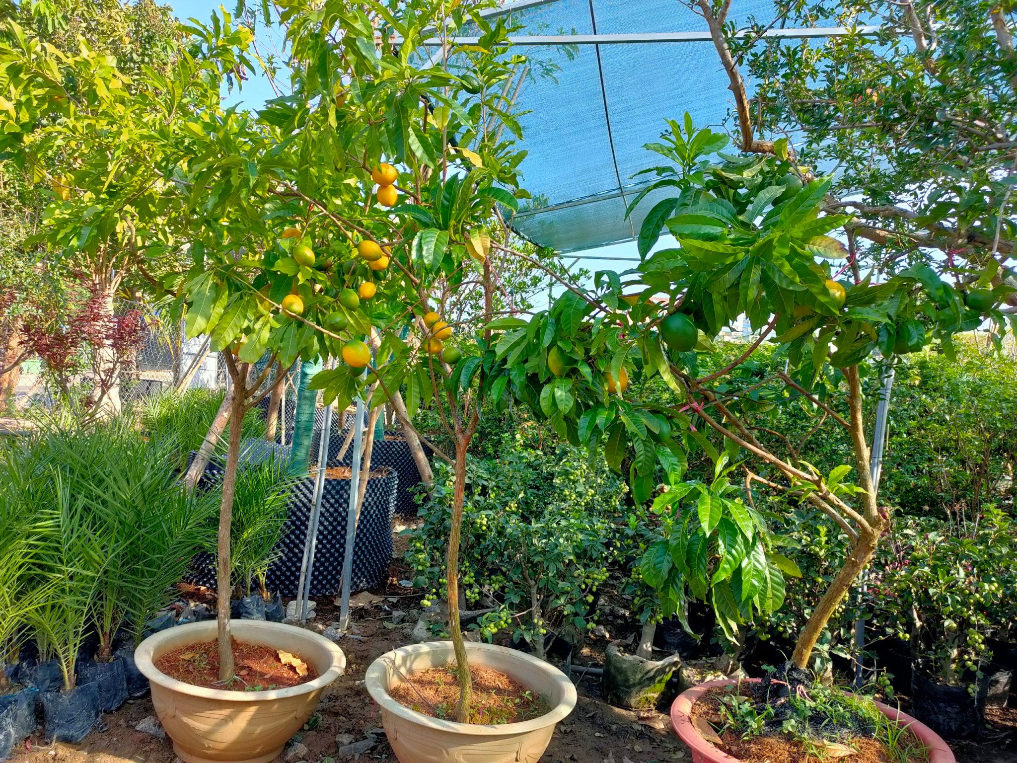Cây Vú Sữa Hoàng Kim Trưởng Thành Cao 1,8 - 2m