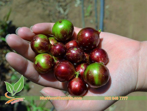 CÂY NHO THÂN GỖ TỨ QUÝ CAO 1,5M